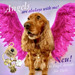 Botschaft und Erklärung Engel Aureole für Tiere
